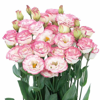 🌱 12 days germination🔥Eustoma Thornless Rose💐Lisanthus Seeds