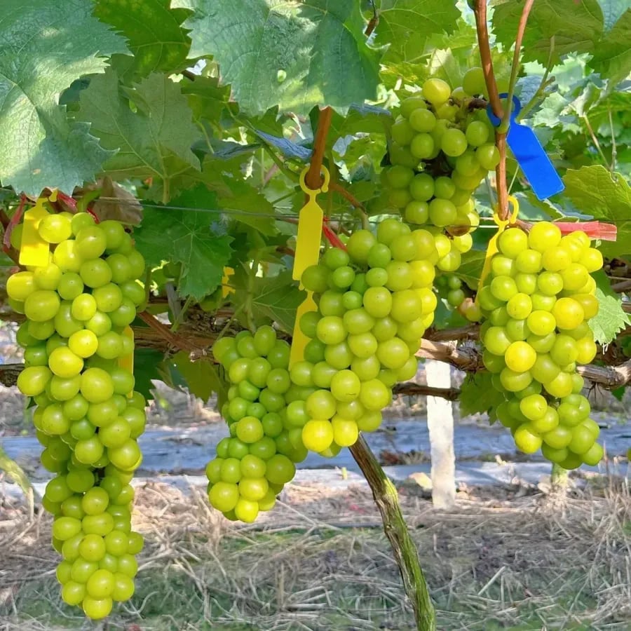 Last Day 70% OFF🔥-Giant Grape Tree Seeds: Thin-Skinned, Large, and Seedless 🍇🌿