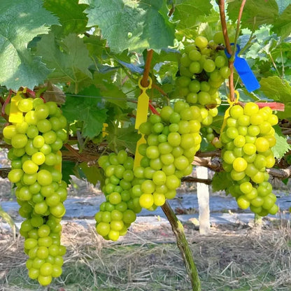 Last Day 70% OFF🔥-Giant Grape Tree Seeds: Thin-Skinned, Large, and Seedless 🍇🌿