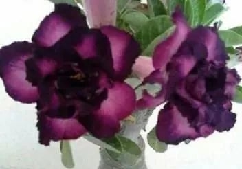 Desert Rose Seeds – Exotic Blooms for Your Garden