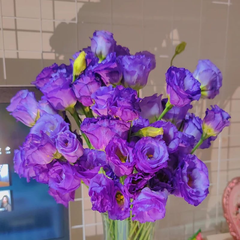 🌱 12 days germination🔥Eustoma Thornless Rose💐Lisanthus Seeds