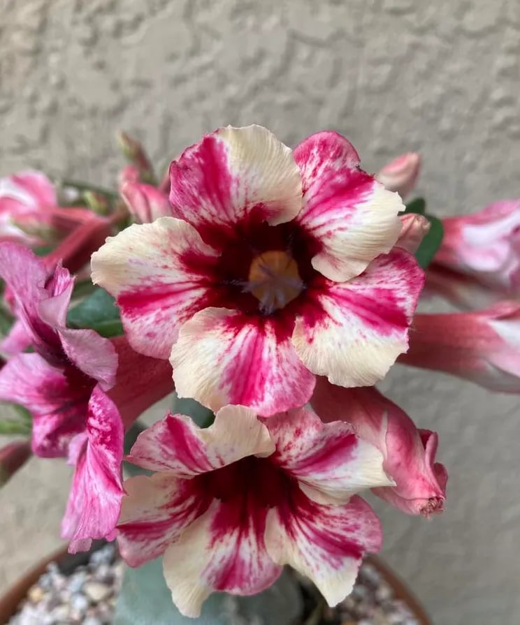 Desert Rose Seeds – Exotic Blooms for Your Garden