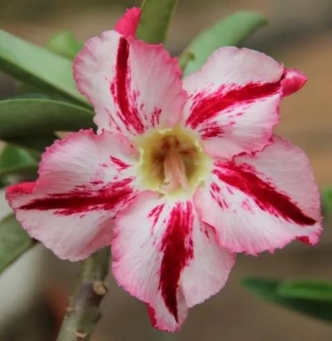 Desert Rose Seeds – Exotic Blooms for Your Garden