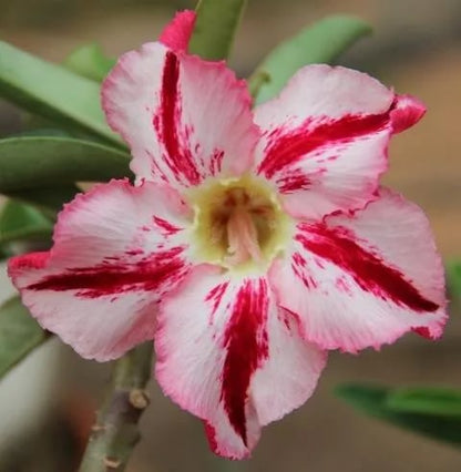 Desert Rose Seeds – Exotic Blooms for Your Garden