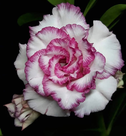Desert Rose Seeds – Exotic Blooms for Your Garden