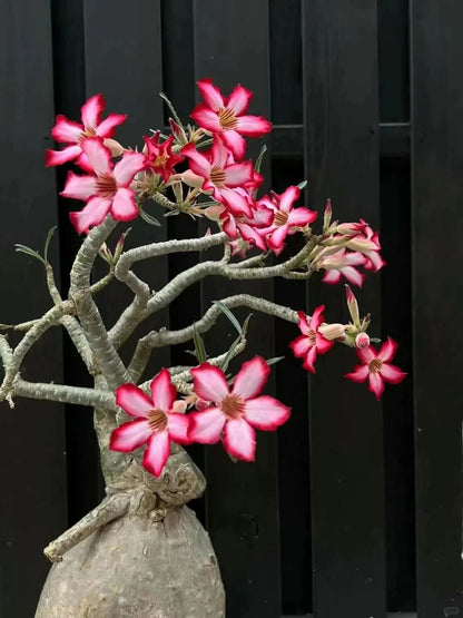 Desert Rose Seeds – Exotic Blooms for Your Garden
