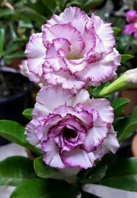 Desert Rose Seeds – Exotic Blooms for Your Garden