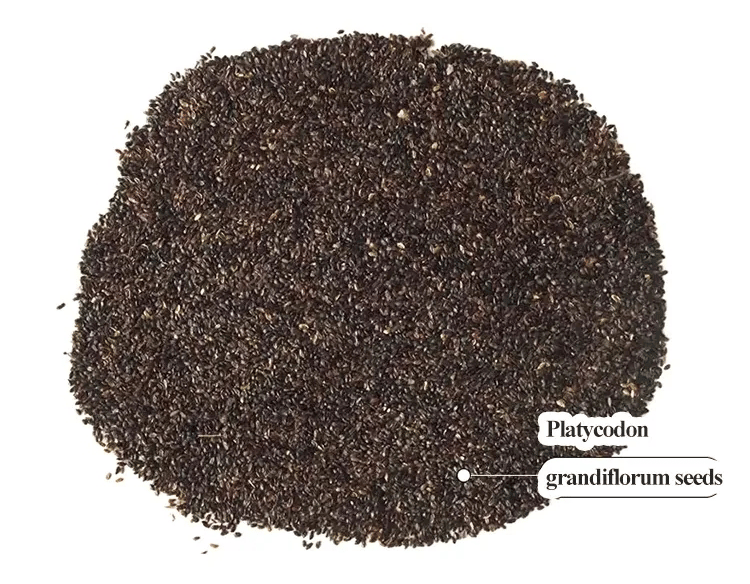 🌱 12 days germination🔥Eustoma Thornless Rose💐Lisanthus Seeds