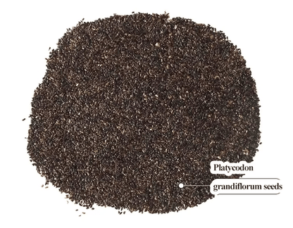 🌱 12 days germination🔥Eustoma Thornless Rose💐Lisanthus Seeds