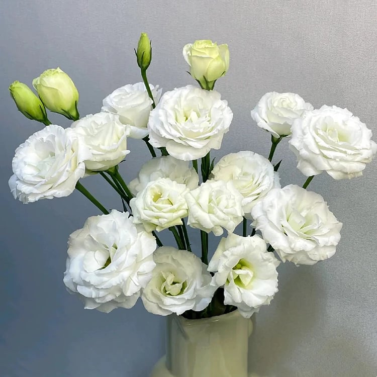 🌱 12 days germination🔥Eustoma Thornless Rose💐Lisanthus Seeds