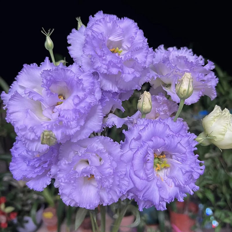 🌱 12 days germination🔥Eustoma Thornless Rose💐Lisanthus Seeds