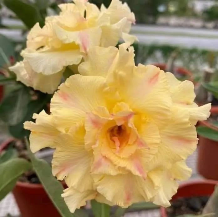 Desert Rose Seeds – Exotic Blooms for Your Garden