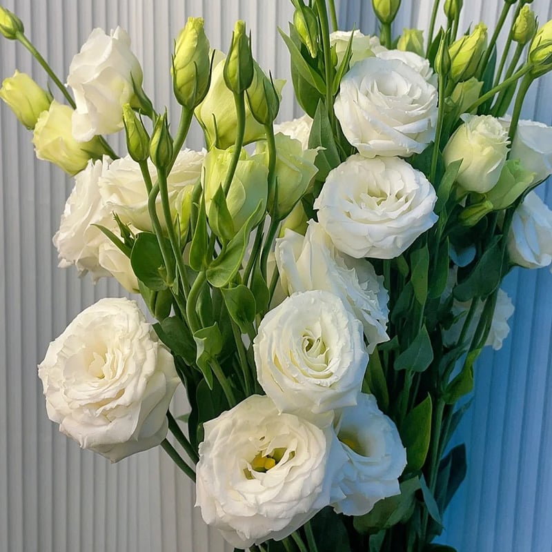 🌱 12 days germination🔥Eustoma Thornless Rose💐Lisanthus Seeds